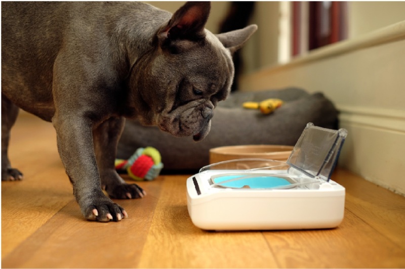 microchip pet bowl