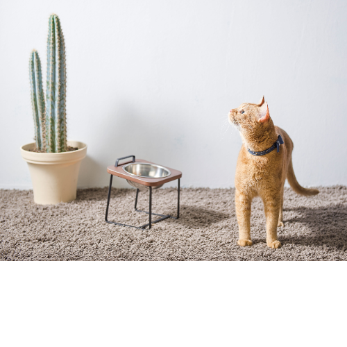 Natural Wood Elevated Pet Bowl SPAIPAIPETS CO.,LTD.Chanchao Meow